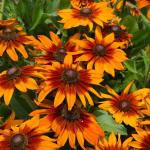 Fleurs - Rudbeckia Cappuccino - Graines d'Exception - face recto